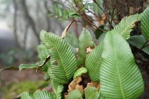 Indonesian tropical mountain vegetation. photo