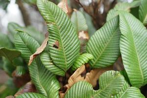 Indonesian tropical mountain vegetation. photo