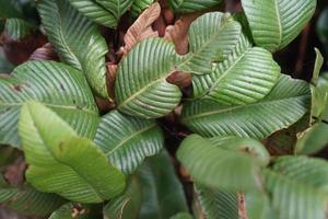 Indonesian tropical mountain vegetation. photo