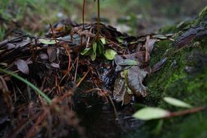 indonesian tropical mountain water flow. photo