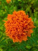 flores de caléndula naranja. esta flor tiene el significado de belleza, riqueza, fama y calidez foto