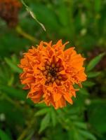 flores de caléndula naranja. esta flor tiene el significado de belleza, riqueza, fama y calidez foto