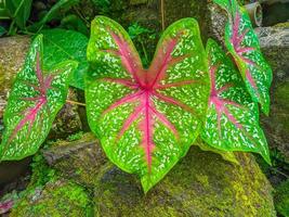 ornamental taro plants are suitable to decorate gardens and homes, ornamental yams are a group of plants from the genus Caladium photo