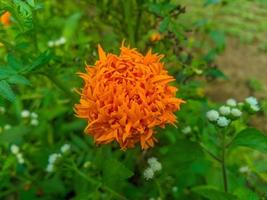 flores de caléndula naranja. esta flor tiene el significado de belleza, riqueza, fama y calidez foto