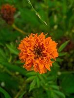 Orange marigold flowers. This flower has the meaning of beauty, wealth, fame, and warmth photo