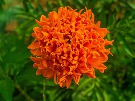 Orange marigold flowers. This flower has the meaning of beauty, wealth, fame, and warmth photo