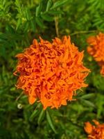 flores de caléndula naranja. esta flor tiene el significado de belleza, riqueza, fama y calidez foto