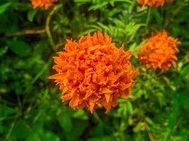 flores de caléndula naranja. esta flor tiene el significado de belleza, riqueza, fama y calidez foto