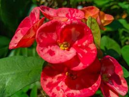 Euphorbia or crown of thorns is an ornamental plant often found as decoration in the home page. This plant has flowers with beautiful colors, and the stems are filled with thorns photo