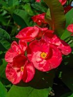 Euphorbia or crown of thorns is an ornamental plant often found as decoration in the home page. This plant has flowers with beautiful colors, and the stems are filled with thorns photo