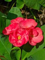 Euphorbia or crown of thorns is an ornamental plant often found as decoration in the home page. This plant has flowers with beautiful colors, and the stems are filled with thorns photo