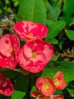 Euphorbia or crown of thorns is an ornamental plant often found as decoration in the home page. This plant has flowers with beautiful colors, and the stems are filled with thorns photo