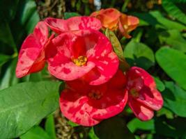 Euphorbia or crown of thorns is an ornamental plant often found as decoration in the home page. This plant has flowers with beautiful colors, and the stems are filled with thorns photo