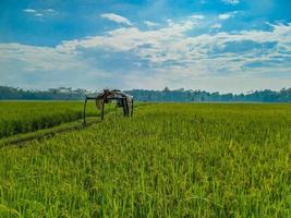 Traditional rice farming landscape of rice fields and blue sky. photo