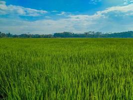 Traditional rice farming landscape of rice fields and blue sky. photo