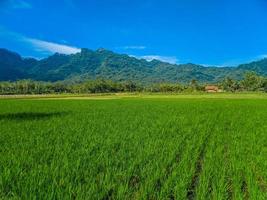 panorámico ver de hermosa soleado día en arroz campos con azul cielo y montañas. foto