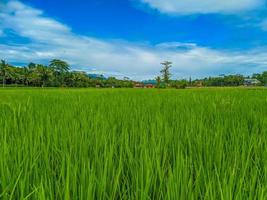 Traditional rice farming landscape and blue sky. photo