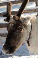 Animal portrait. Reindeer face and horns photo
