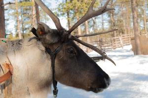 Reindeer in a forest. Close up photo