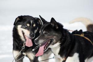 dos perros esquimales con abierto boca y rojo grande lenguas fuera foto