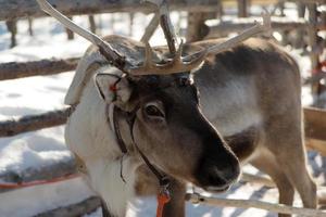 Brown and white reeindeer in Lapland photo
