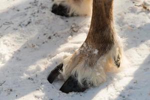 Close up of foot and hoof of reindeer photo