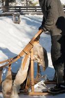 Unrecognizable man guiding a sleigh dog ride photo