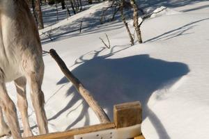 Shadow of a reindeer in show while guiding a sleigh photo