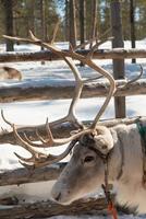 Close up of a reindeer with big horns. photo