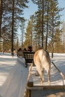 Reindeer sleigh ride for tourists in a forest in Lapland. Unrecognizable people photo