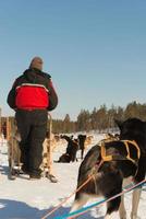 Unrecognizable person with sleigh dog rides photo