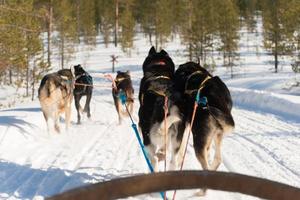 Picture of husky dogs while enjoying a sleigh dog ride photo