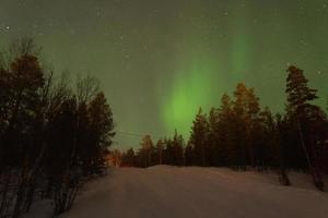 Beautiful green northern lights behind a snowed coniferous forest. photo