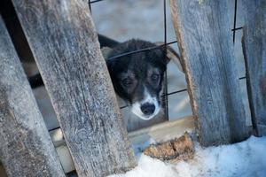 Cute puppy husky dog behind a wood fence photo