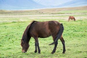 Portrait of a beautiful brown horse eating grass in a meadow photo