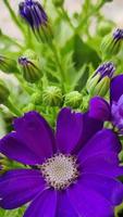 Deep Purple colour folwer with depth of field effect. Perfect vertical background image with green and purple color. photo