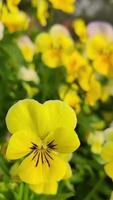 Vertical Background of a yellow pansy flower. photo