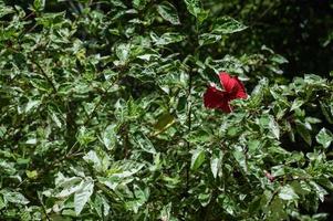jardín flor formando un rojo punto en un verde antecedentes foto