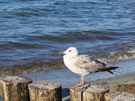 Gaviota soportes en un rompeolas ese sobresale dentro el báltico mar dentro el mar. puesta de sol foto