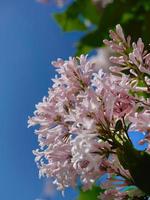 bajo ángulo ver de pastel rosado persa lila, jeringuilla persica ramo de flores flores, brillante azul cielo fondo, villosa lila, natural floreciente foto