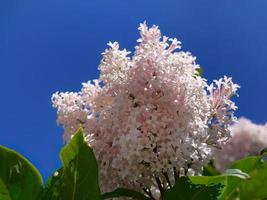 Low angle view of Pastel pink persian lilac, syringa persica bouquet flowers, bright blue sky background, villosa lilac, natural blooming photo