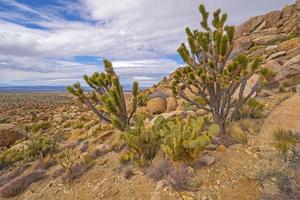 Desert Floral Display on a Remote Peak photo