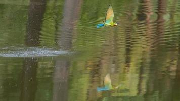 blue tailed bee eater flying over the pond in nature photo