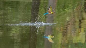 blue tailed bee eater flying over the pond in nature photo