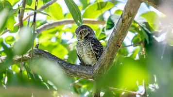 spotted owlet in tree hollow photo