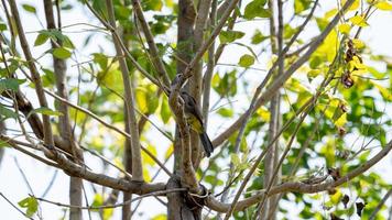 Yellow-vented Bulbul perched on tree photo