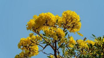 Yellow Trumpet Tree blooming in nature photo