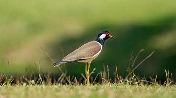 Red-wattled Lapwing stand on the field photo