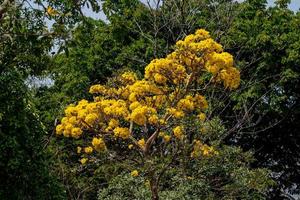 amarillo trompeta árbol floreciente en naturaleza foto