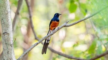 White-rumped Shama perched on tree photo